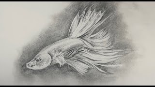 Very Easy Siamese Fighting Fish Drawing Tutorial  Step by Step [upl. by Hoskinson]