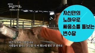 자신만의 노하우로 싸움소를 돌보는 변수달 휴먼다큐 카운트 다운 [upl. by Tobiah]