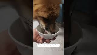 This kind man rescued a poor fox that was trapped and then this happened animalshorts [upl. by Amees369]