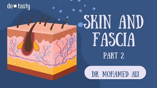 Skin amp fascia anatomy part 2 [upl. by Pitts]