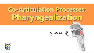 CoArticulation Processes Pharyngealization [upl. by Ellenaj]