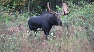 Moose hunt 2024 First bull week zone 1 Maine [upl. by Rraval338]