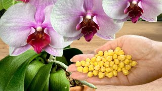 Absolute Treasure for ORCHIDS Use This Once a Month for Stunning Blooms 🌺 [upl. by Vilma]