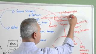 Immunology lecture 15  Type III Hypersensitivity Reactions 46 [upl. by Jeffers]