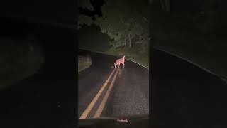 MAMA DEER HELPING HER NEWBORN STRUGGLING TO CROSS THE ROAD [upl. by Redman]