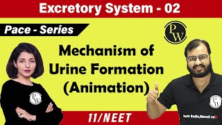 Excretory System  02 Chapter 19  Mechanism of Urine Formation  Class 11  NEET [upl. by Tibold]