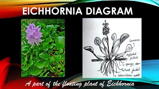 Eichhornia labelled diagram for class 12 biology  A part of the floating plant of Eichhornia [upl. by Lamhaj304]