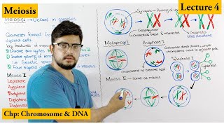 Meiosis  Stages of Meiosis  Cell cycle  Lecture 4 [upl. by Marjy]