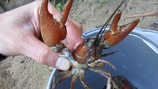 Trapping Big Signal Crayfish in the Pacific Northwest [upl. by Doykos]