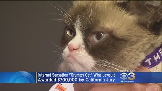 Internet Sensation Grumpy Cat Wins Lawsuit [upl. by Ayerf]