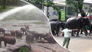 Herd of elephants Pinnawala Elephant Orphanage [upl. by Ynattir]