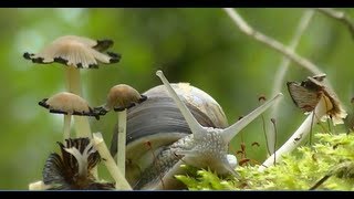 Escargots de bourgogne Superbe vidéo [upl. by Josey823]