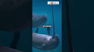 Arctic Unicorn Explore the Mystical Narwhal AnimalFacts Narwhal MarineMagic OceanExploration [upl. by Ive]