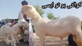 top quality mundra  mundra mandi  dera ghazi khan [upl. by Liddie884]