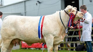 Charolais Judging at Balmoral Show 11th May 2022 [upl. by Fritzie]