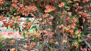 Crossvine Bignonia capreolata  Plant Identification [upl. by Arbas990]