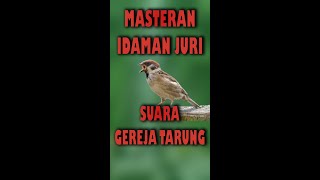 DOWNLOAD SUARA BURUNG GEREJA TERUNG JERNIH [upl. by Shaylynn]