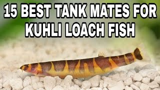 Kuhli Loach Tank Mates [upl. by Atiran]