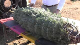 Live Fraser Fir Christmas Trees  The Process From the Farm to your Home in One Week [upl. by Avie]