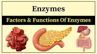 Factors Affecting Enzyme Activity Biochemistry In Hindi  Functions Of Enzymes How Do Enzymes Work [upl. by Gorey]