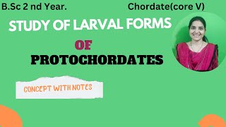 Study Of larval forms of Protochordates BSc 2nd YearTornaria levaTadpole larvaprotochordates [upl. by Cissy]