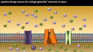 Action Potential Generation in Skeletal Muscle [upl. by Sivia]