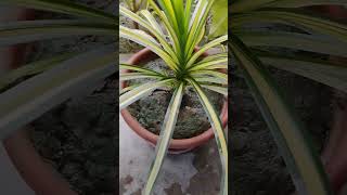 Pandanus veitchiiindoorplant nature gardening garden [upl. by Shaffer]