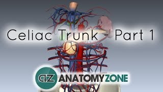 Celiac ArteryTrunk  Part 1  Anatomy Tutorial [upl. by Lletnuahs321]