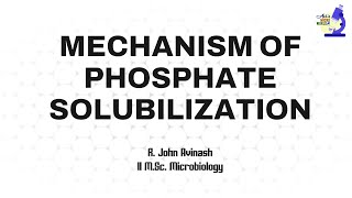 Mechanism of Phosphate Solubilization  Microbial Inoculant Technology  Avis Micro World [upl. by Kahl]