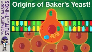 The evolutionary origins of the baker’s yeast Saccharomyces cerevisiae [upl. by Ainak]