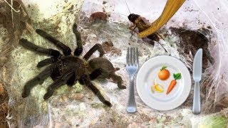 Preparing healthy FOOD for my TARANTULAS  feat Elvarg [upl. by Boar]