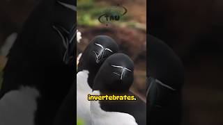 Razorbill 🐦 animals birds nature explore wonderful world mashaallah shorts [upl. by Ardnnaed]