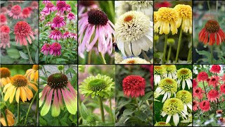 CONEFLOWERS PLANTS VARIETIES  Plants Weekly [upl. by Ennyleuqcaj]