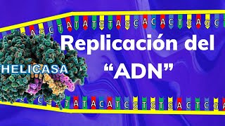 quotLA REPLICACION DEL ADN🧬quot Te explico paso a paso en 4 minutos [upl. by Amandi]