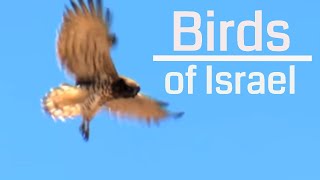 Birds of Israel 4K  הציפורים של ישראל [upl. by Dlanar]