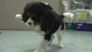 King Charles Spaniel Playtime [upl. by Aliehc]