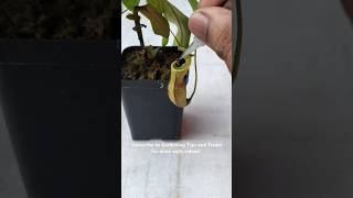 Feeding my Nepenthes two juicy caterpillars🐛🐛 nepenthesplant pitcherplants nepenthes [upl. by Aliber]