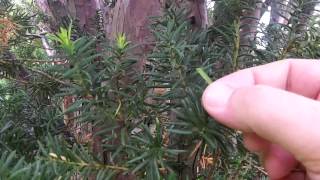 Toxic Yew Tree Identification  Poisonous Trees And Shrubs [upl. by Ramsey]