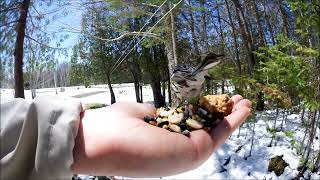 Yellow Rumped Warbler May112020 [upl. by Harrison195]