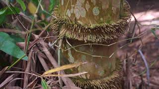 Bamboo Betung Dendrocalamus Asper [upl. by Terryn966]