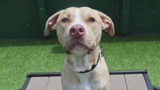 Chicago PAWS Pet of the Week Meet Hawk [upl. by Ulah]