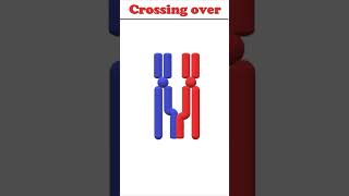 Crossing over animation biology crossingover [upl. by Tamsky]