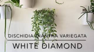 DISCHIDIA OIANTHA VARIEGATA “WHITE DIAMOND” Short Overview With CloseUps [upl. by Eisse]