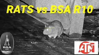 Airgun Hunting With a BSA R10 SE And ATN 4K Pro Rats vs BSA R10 [upl. by Gladdy]