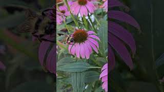 Bumblebee on coneflower flowers nature bees [upl. by Ylac7]