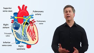 The Cardiovascular System An Overview [upl. by Hadden]