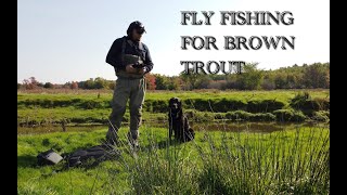 Fishing for BROWN TROUT on the fly at the CORNWALLIS RIVER Episode 1 of 4  A Fall fishing adventure [upl. by Anisirhc732]