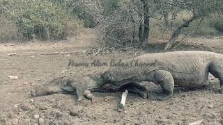 Komodo preys on old wild boars that are still alive [upl. by Sebastien]