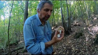 Funghi Mortali nel nostro Bosco A spasso col Micologo Vita Nel Bosco [upl. by Grube767]