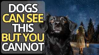 12 things your dog can see and hear but you CANNOT  The spirituality of animals [upl. by Nnaik419]